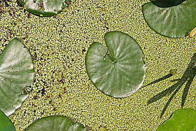 索尼的又一步 《恶魔之魂：重制版》省电模式效果对比